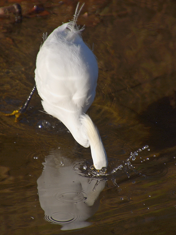 Egret8.jpg