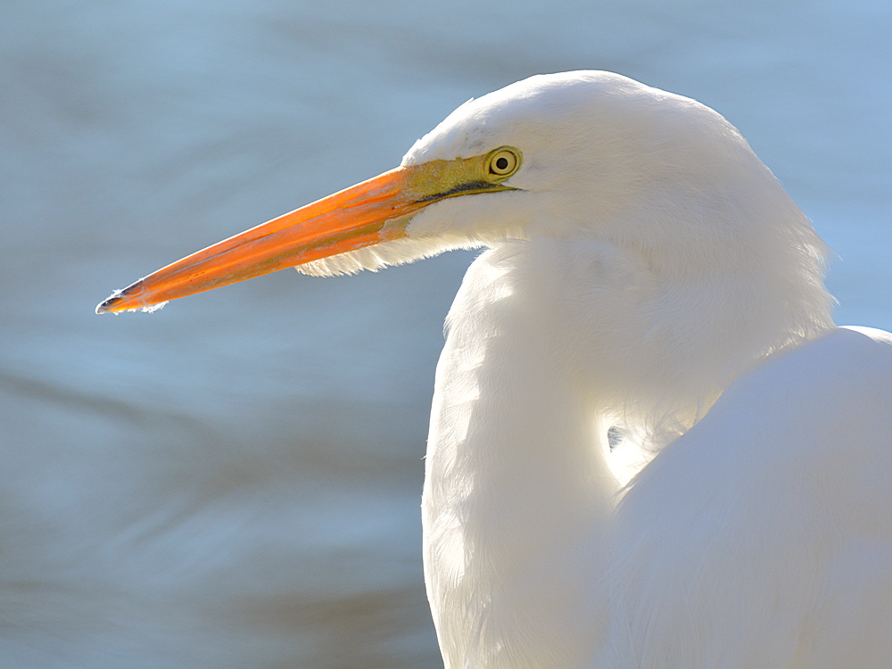 Egret8.jpg
