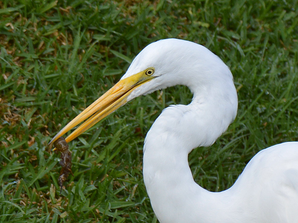 Egret8.jpg