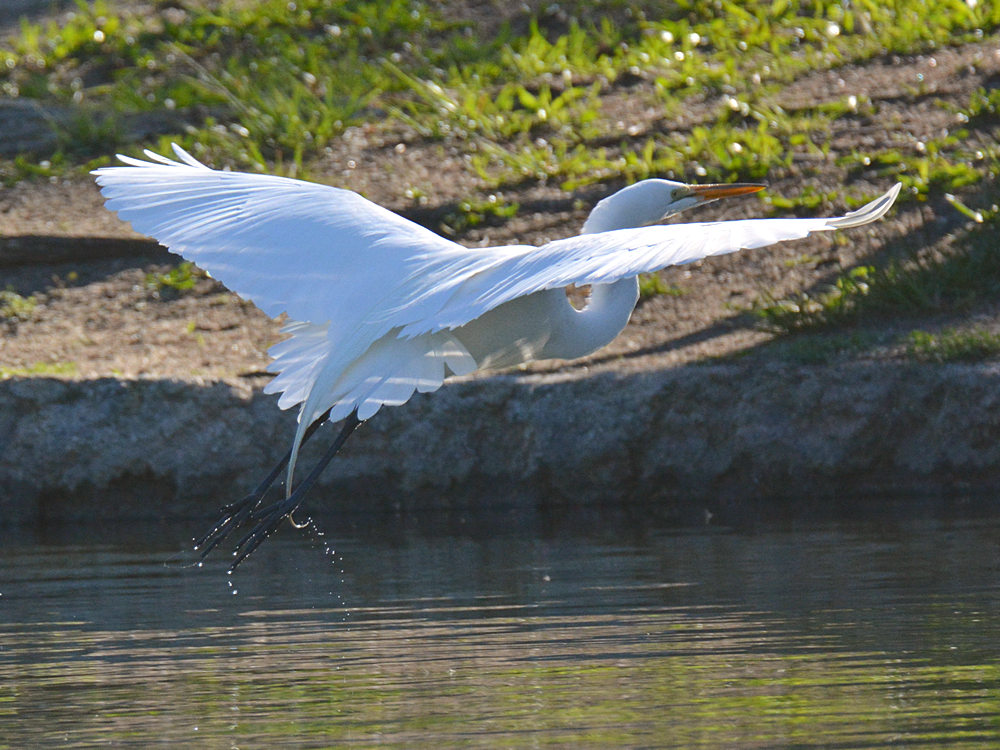 Egret8.jpg