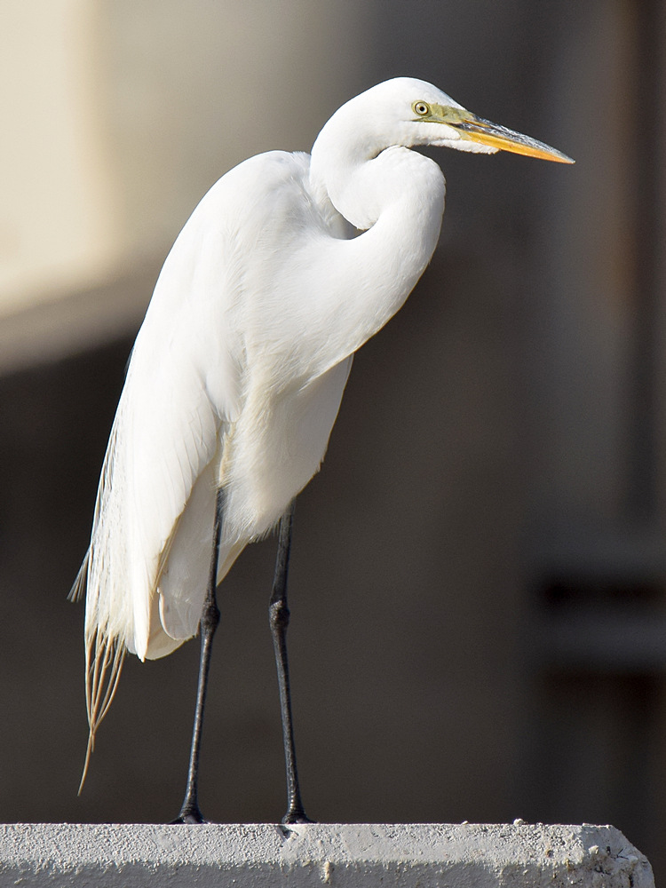 Egret8.jpg
