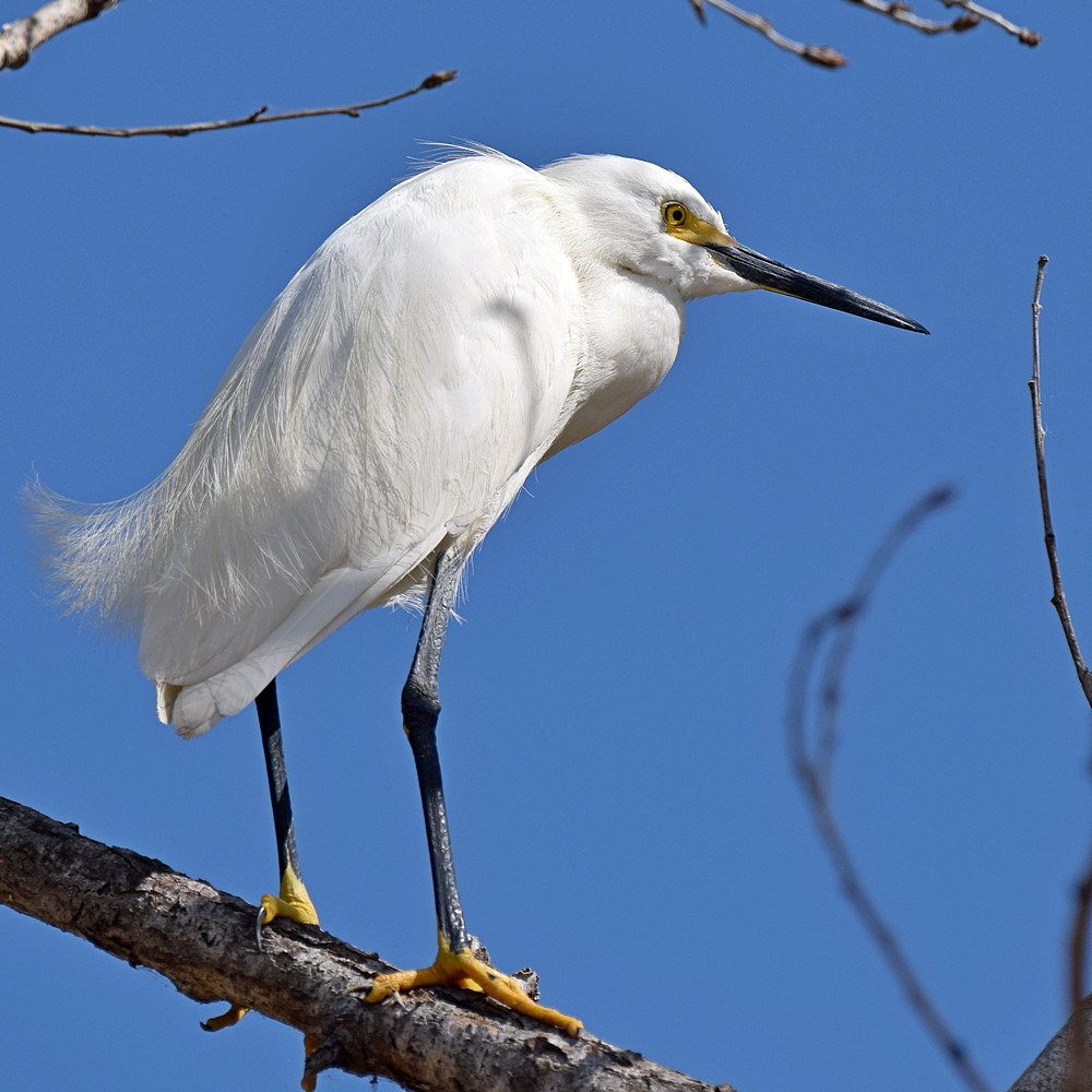 Egret8.jpg