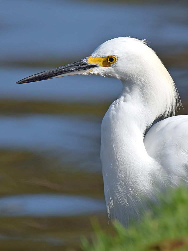 Egret8.jpg