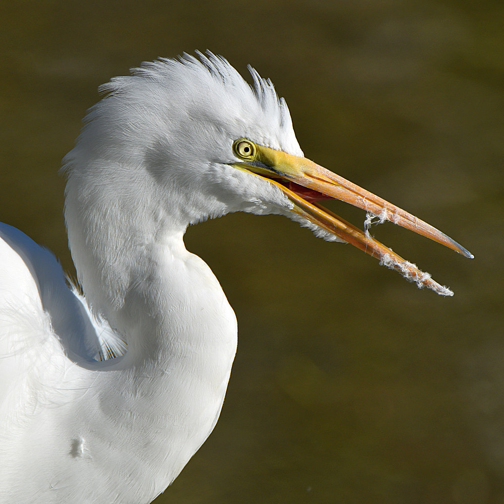 Egret8.jpg