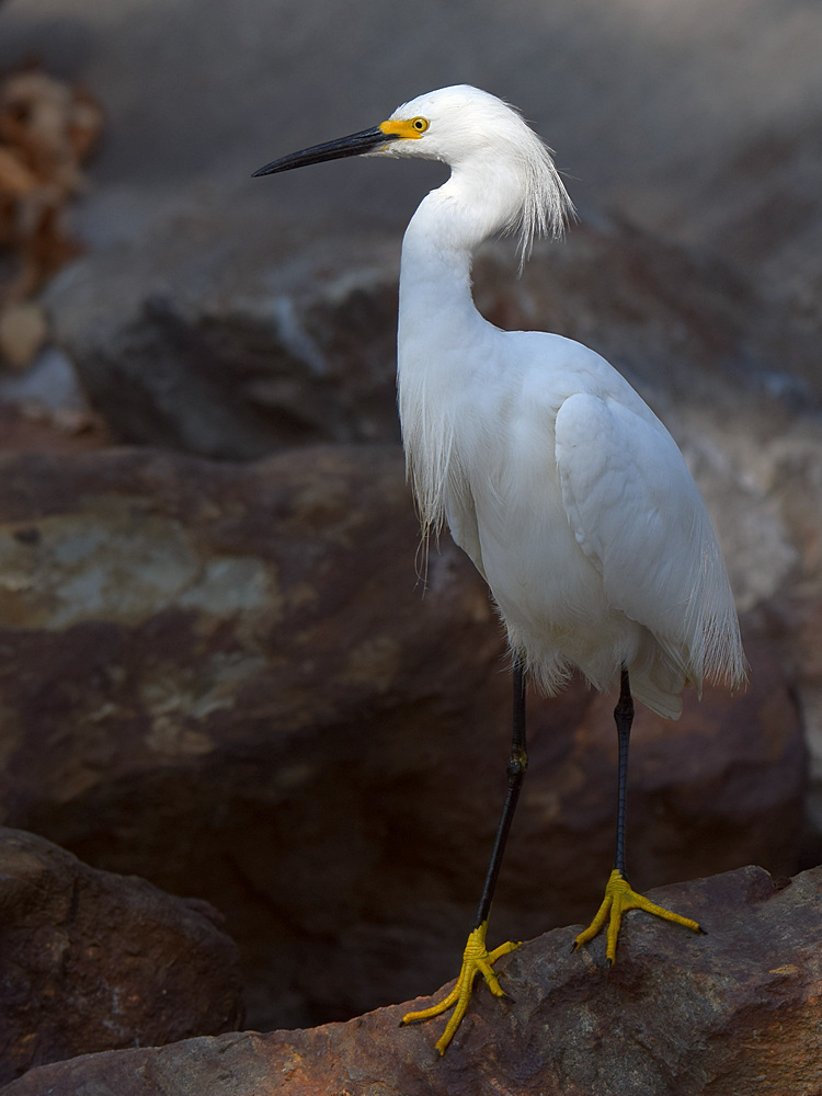 Egret8.jpg