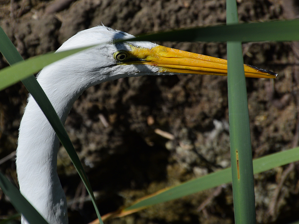 Egret8.jpg
