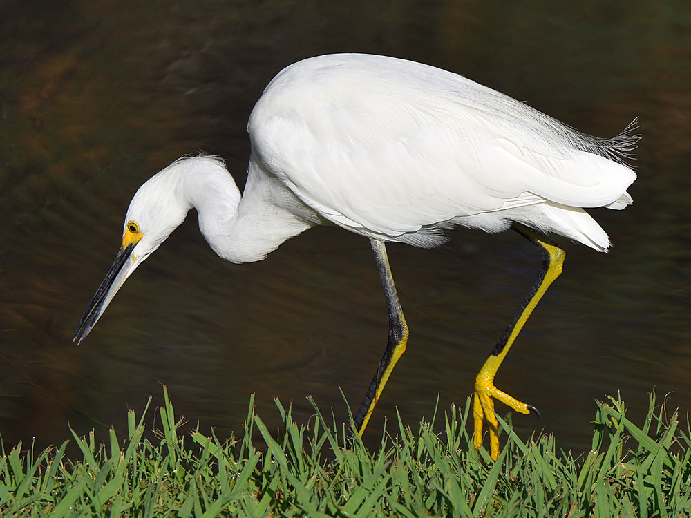 Egret8.jpg