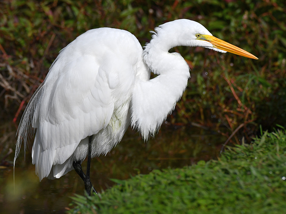 Egret8.jpg