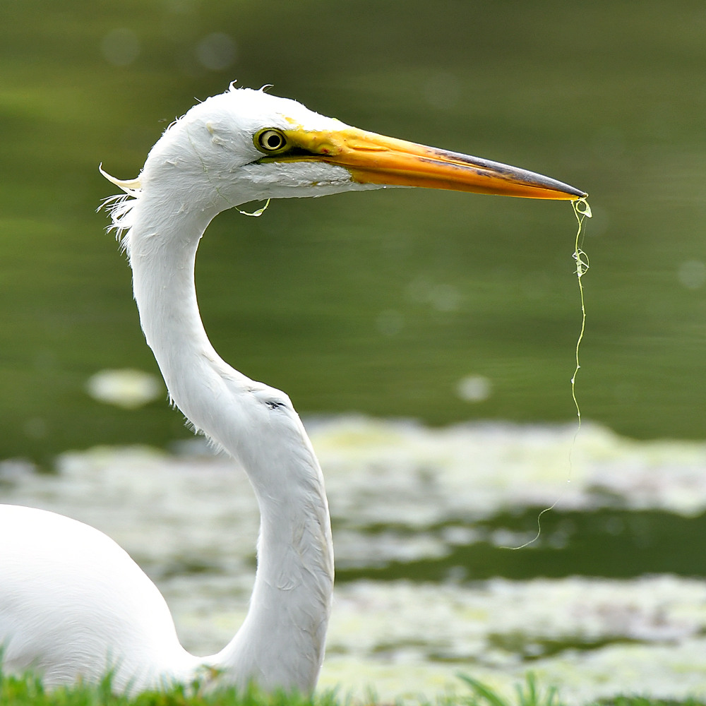 Egret8.jpg