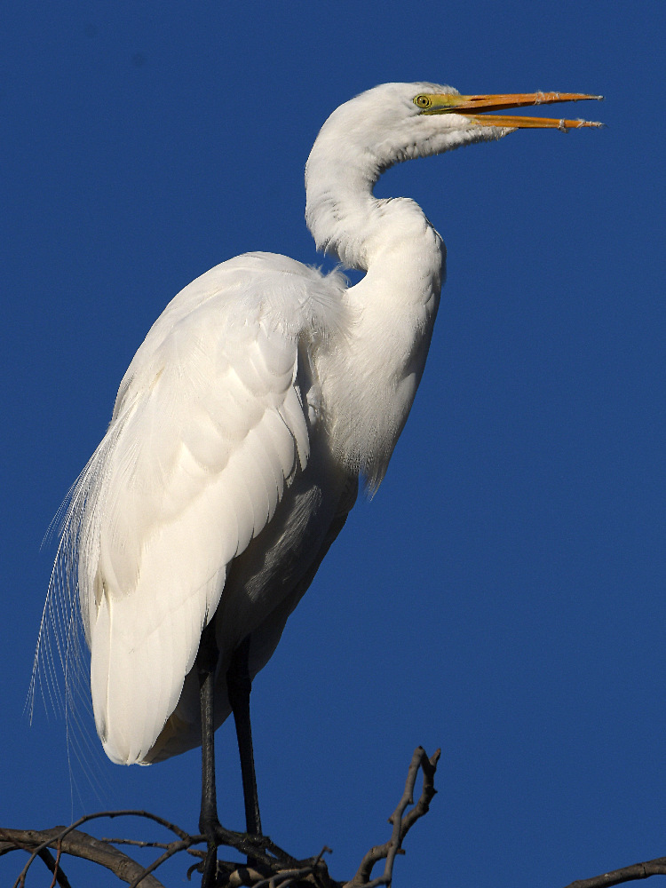 Egret8.jpg