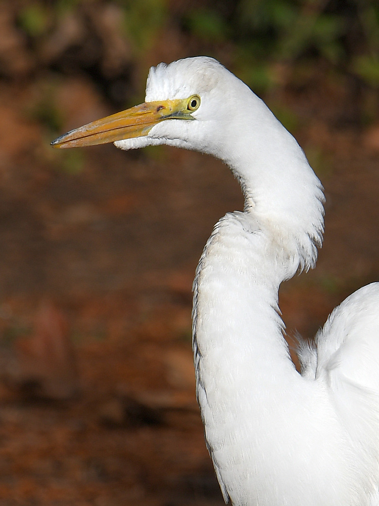 Egret8.jpg