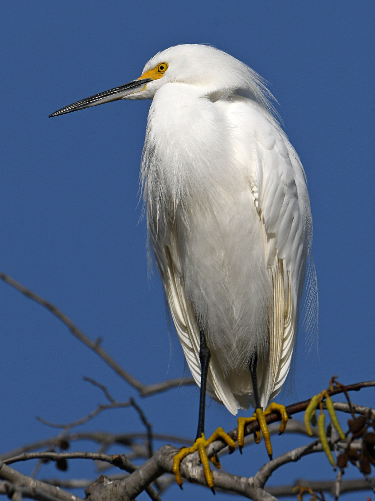 Egret8.jpg