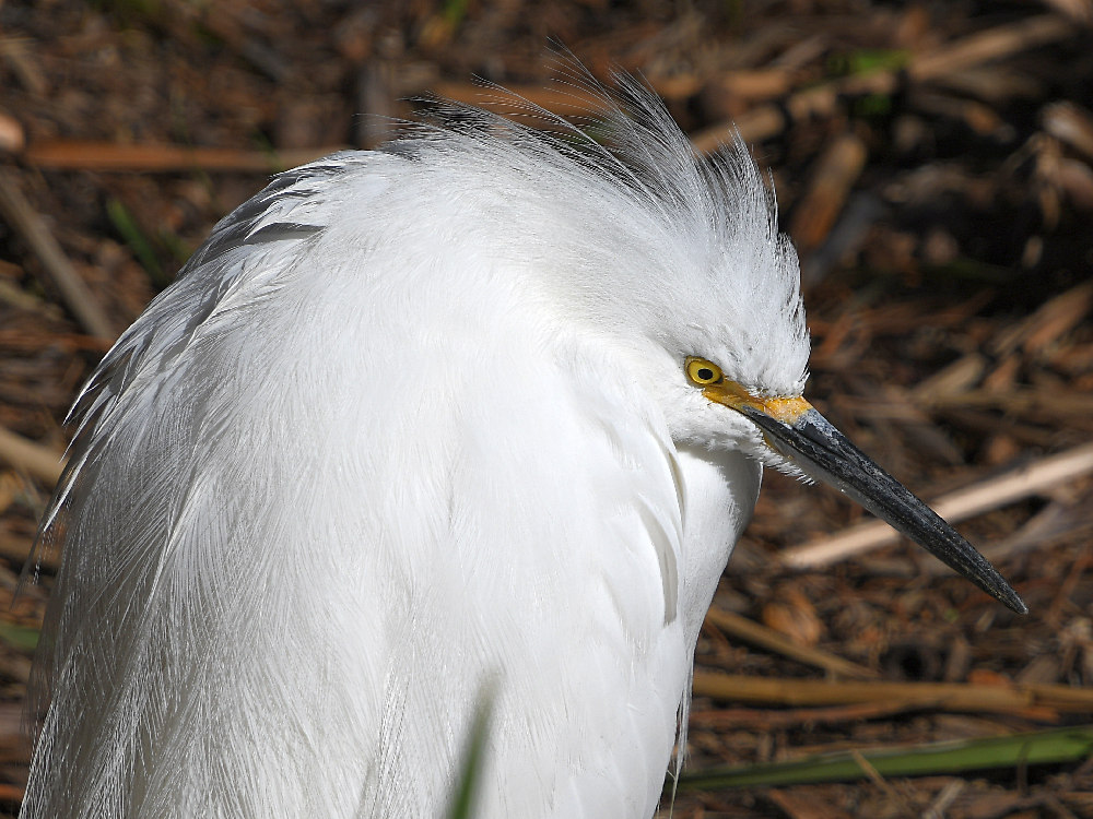 Egret8.jpg