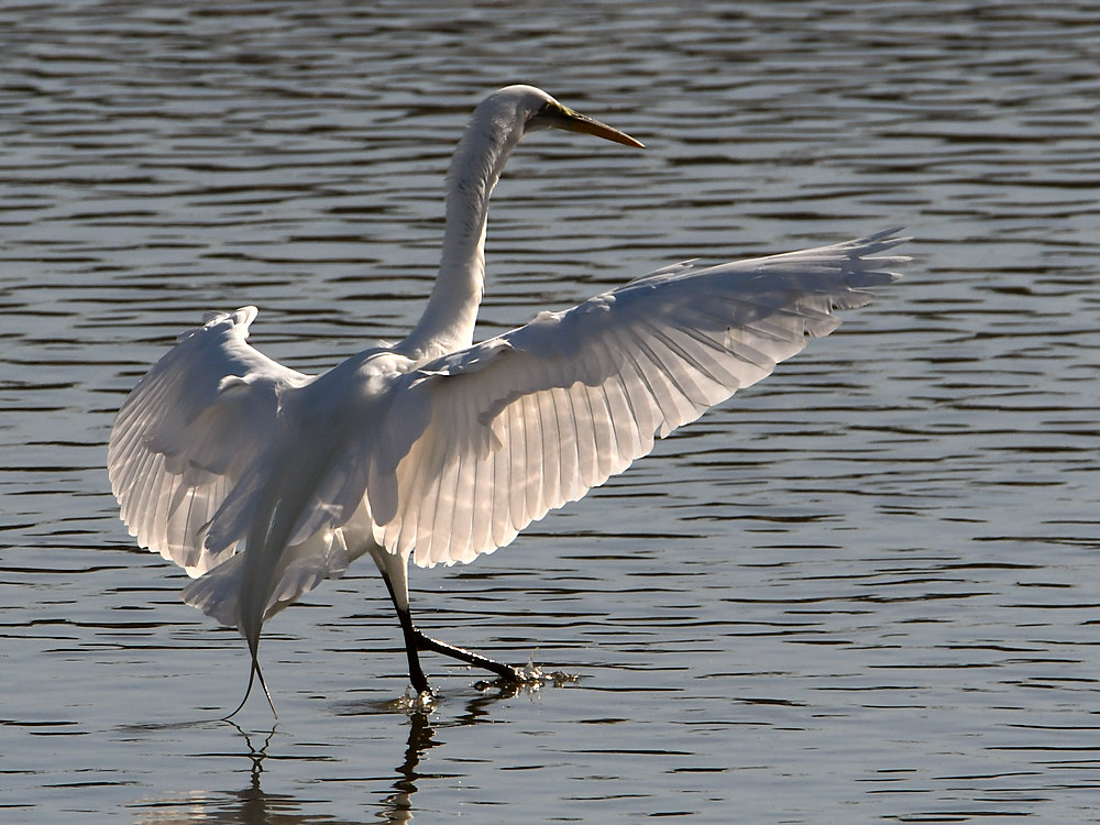 Egret8.jpg