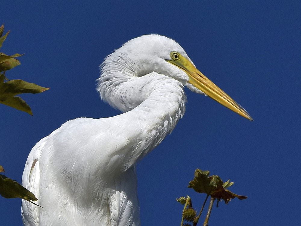 Egret8.jpg