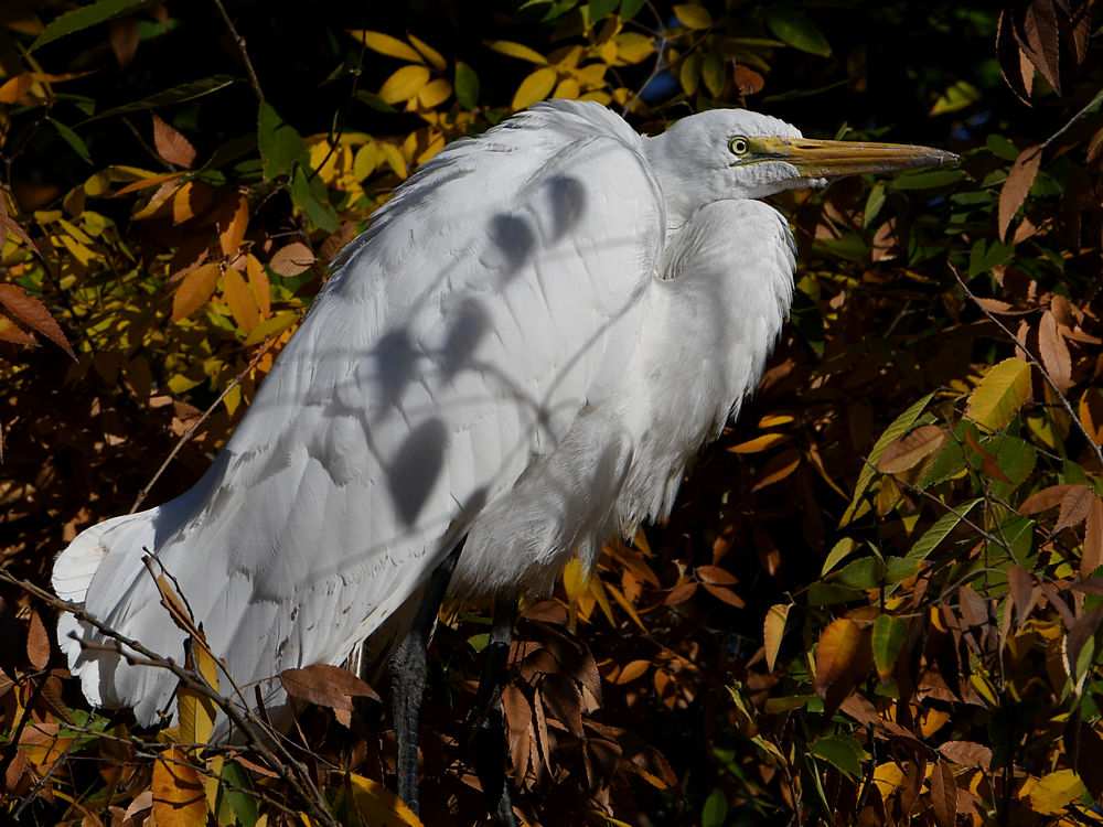 Egret8.jpg