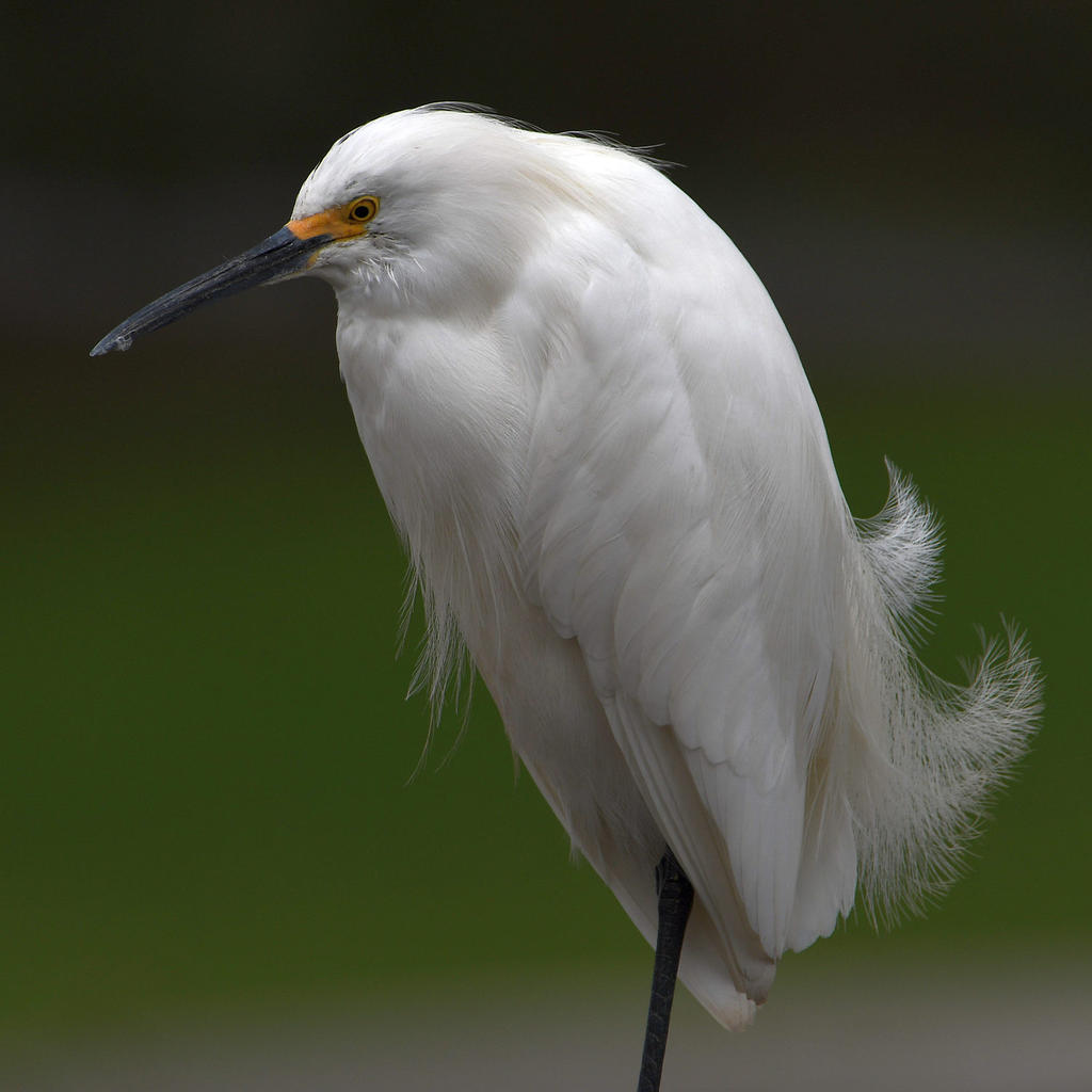 Egret8.jpg