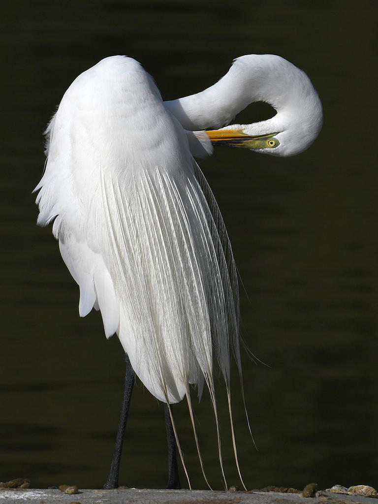 Egret8.jpg