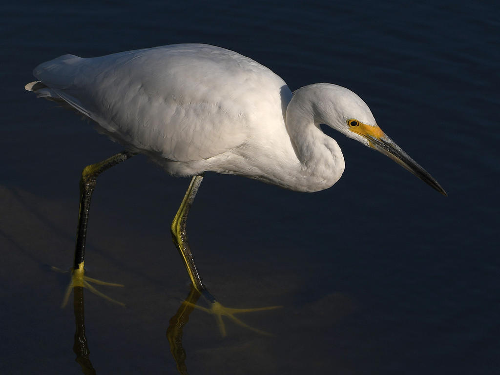 Egret8.jpg