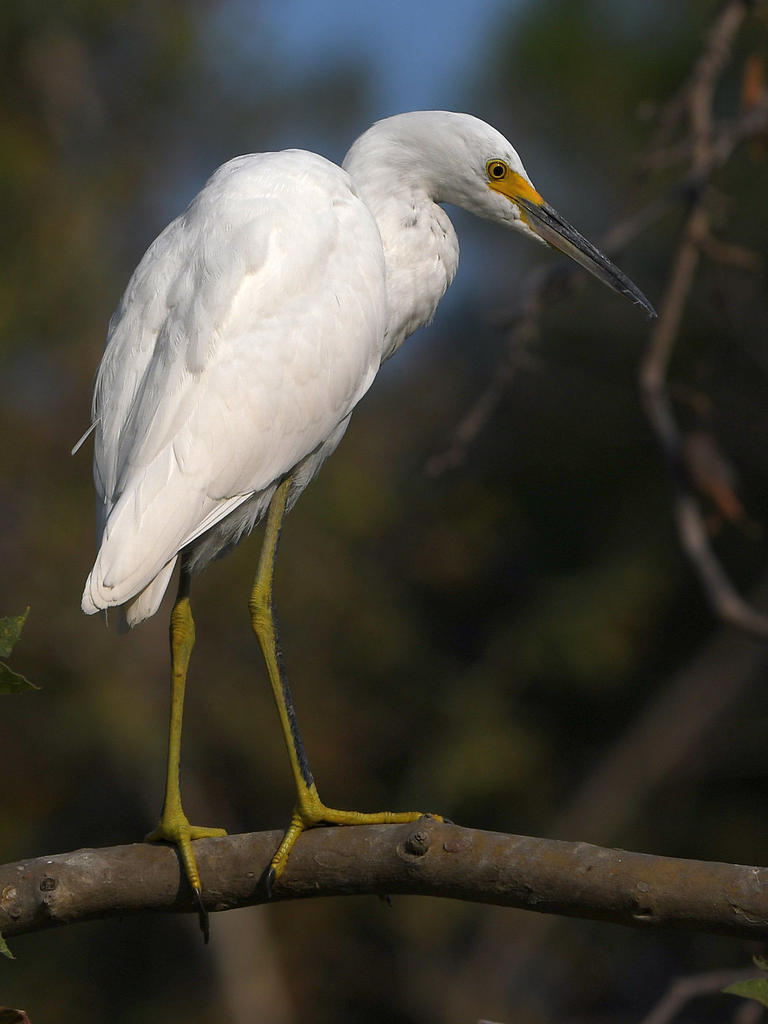 Egret8.jpg