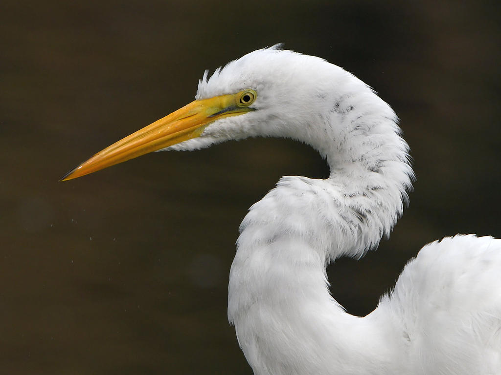 Egret8.jpg