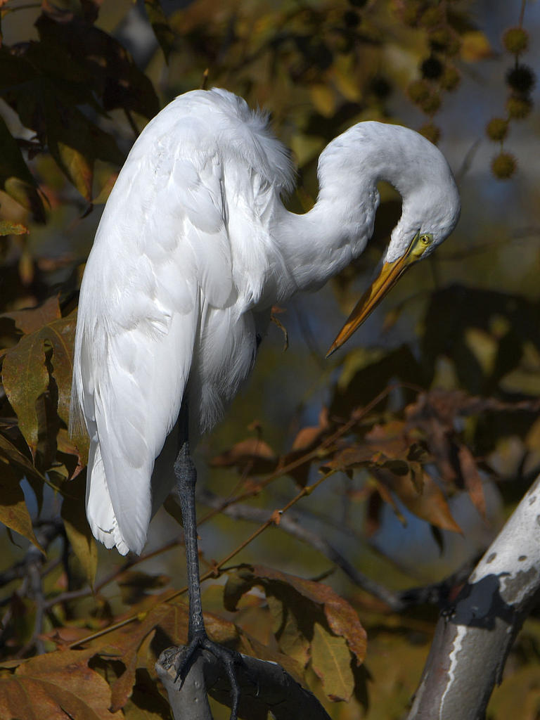 Egret8.jpg