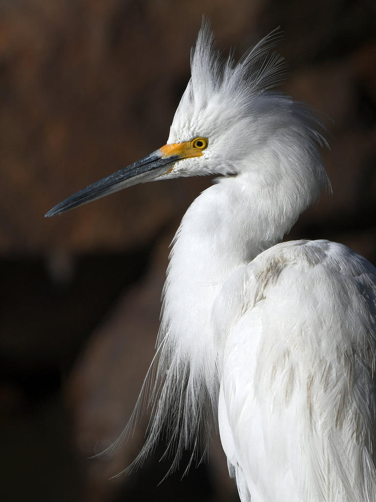Egret8.jpg