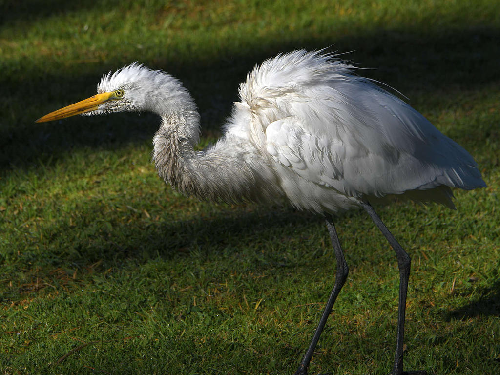 Egret8.jpg