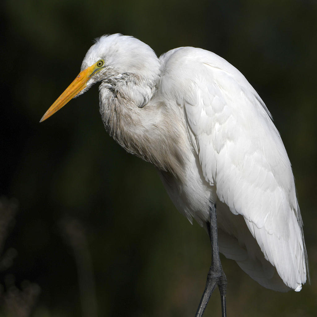 Egret8.jpg