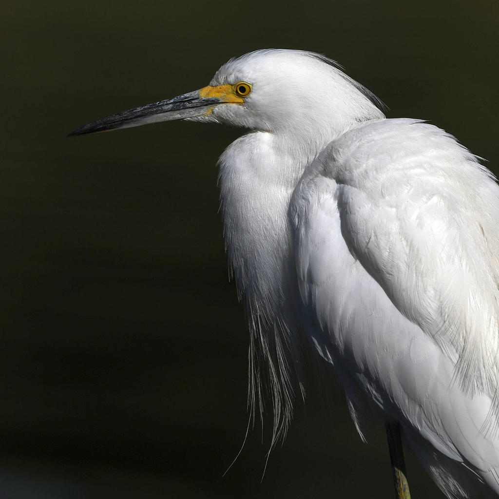 Egret8.jpg
