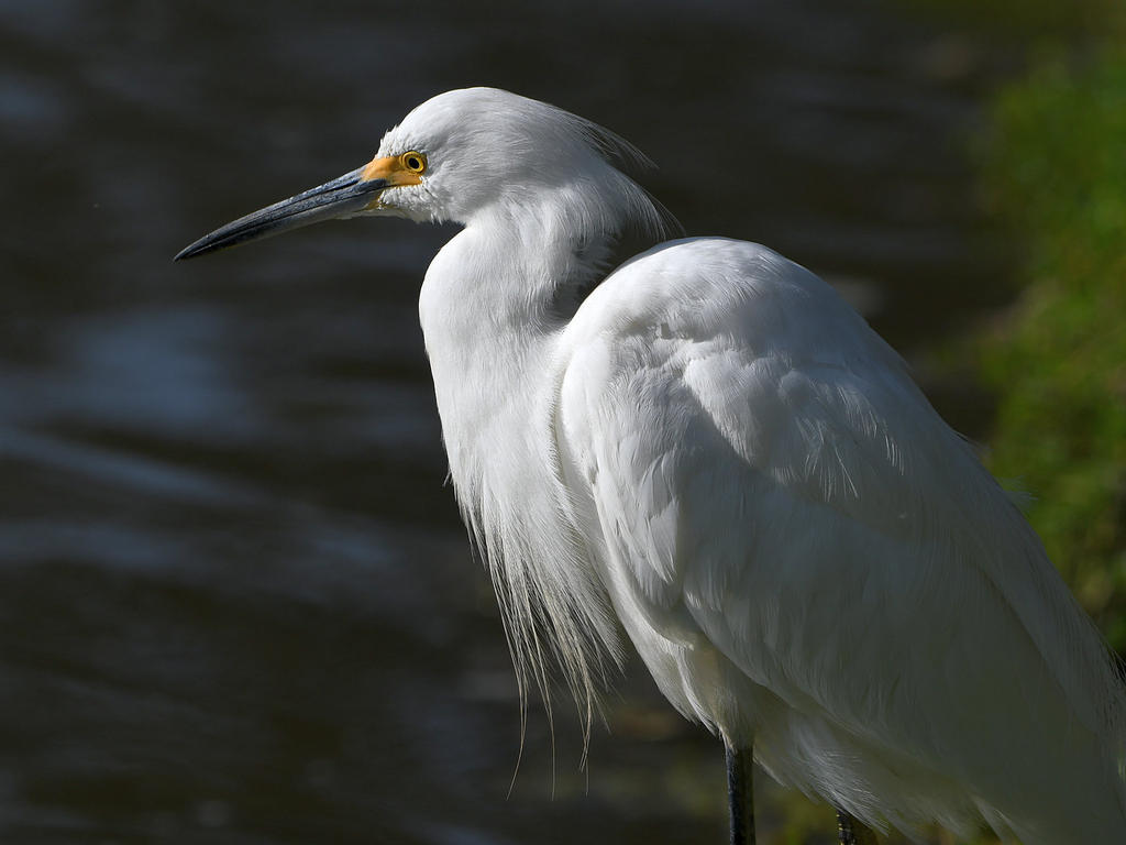Egret8.jpg