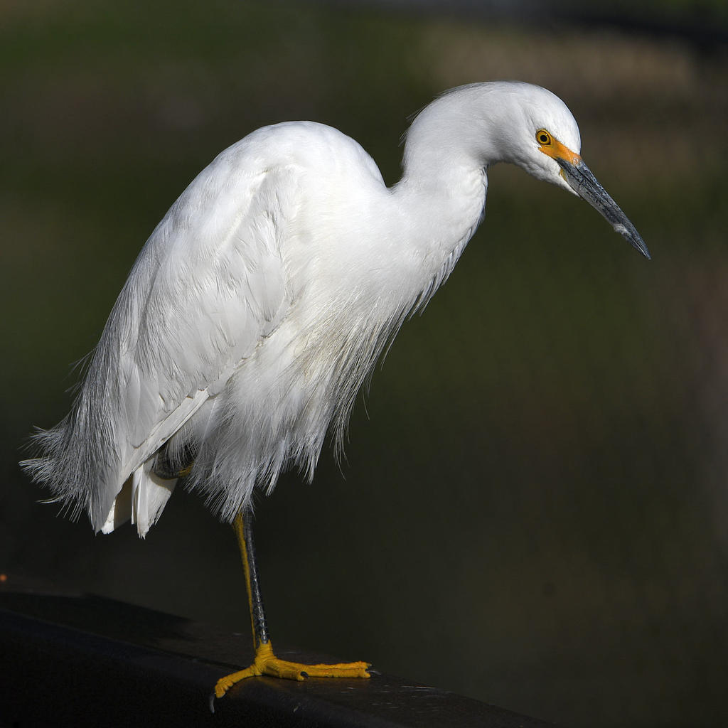 Egret8.jpg
