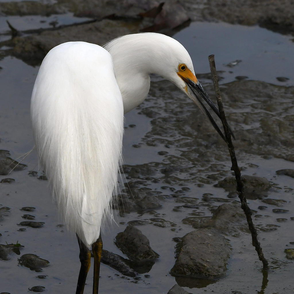 Egret8.jpg