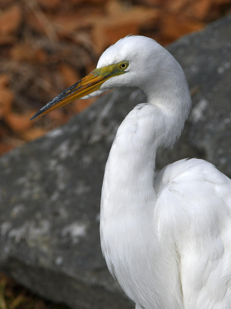 Egret8.jpg