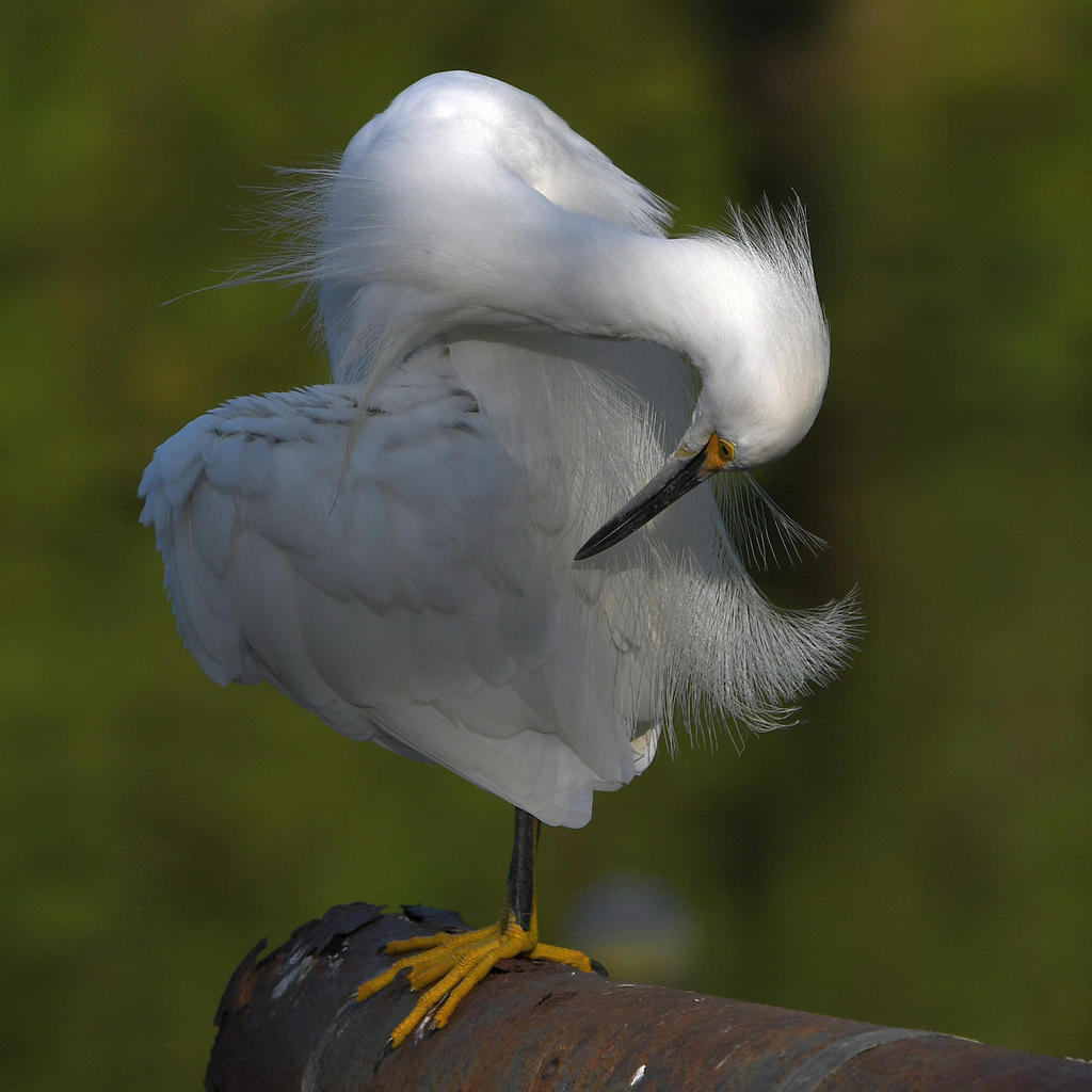 Egret8.jpg