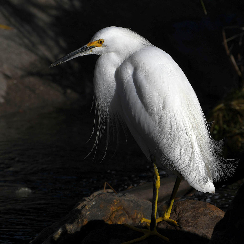Egret8.jpg