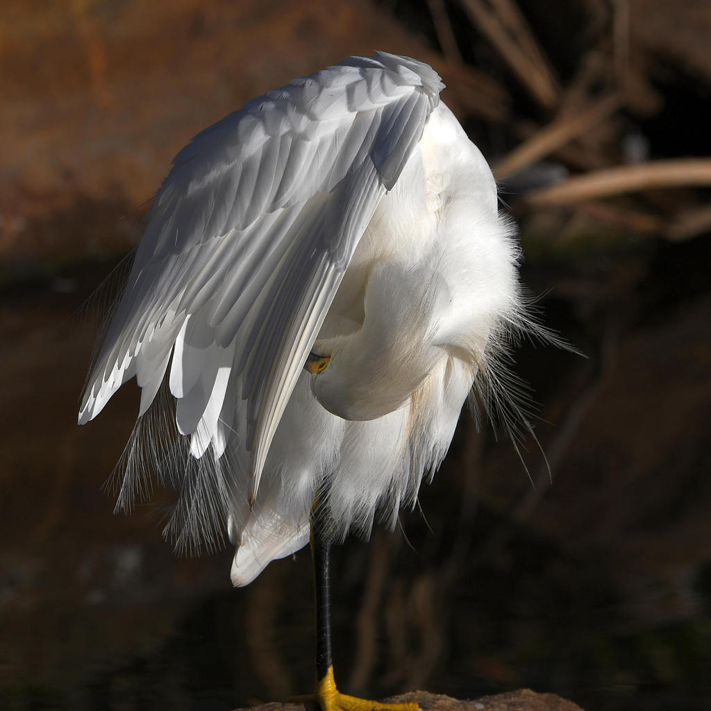Egret8.jpg