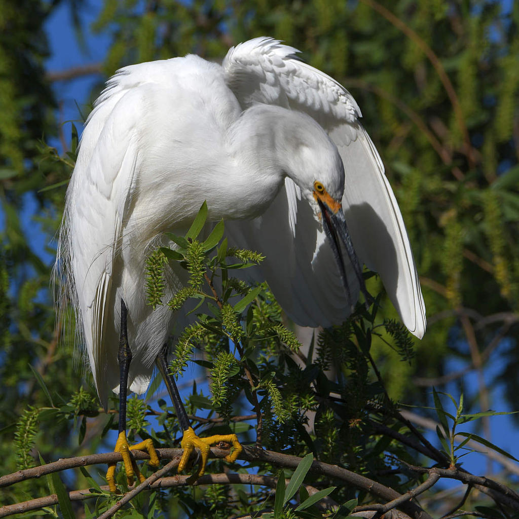 Egret8.jpg