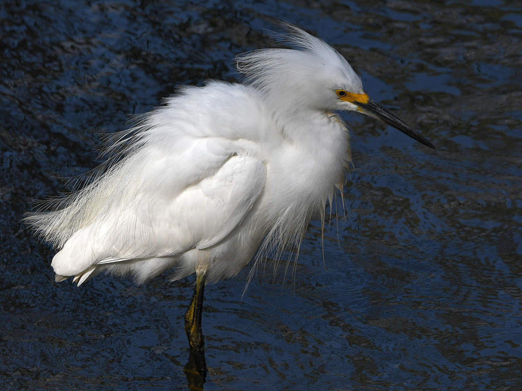 Egret8.jpg