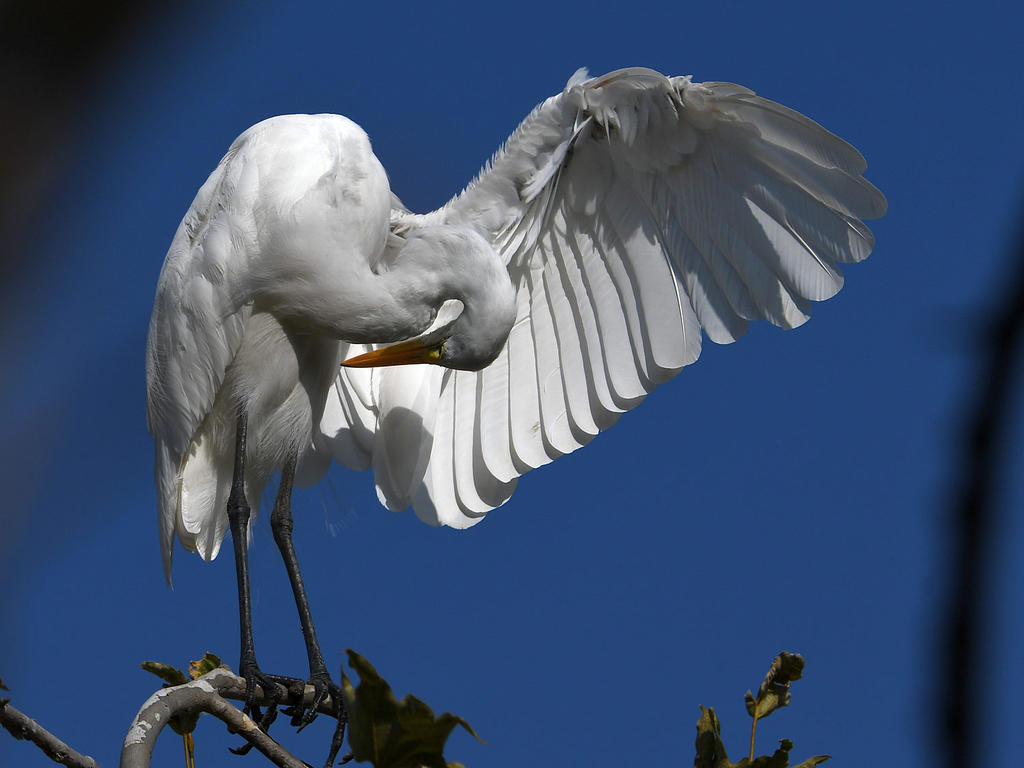 Egret8.jpg