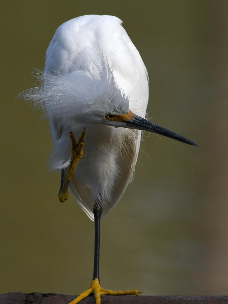 Egret8.jpg