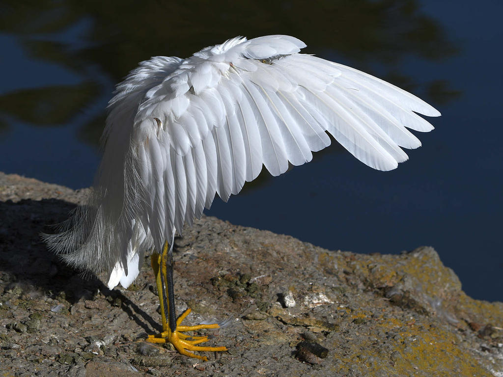 Egret8.jpg