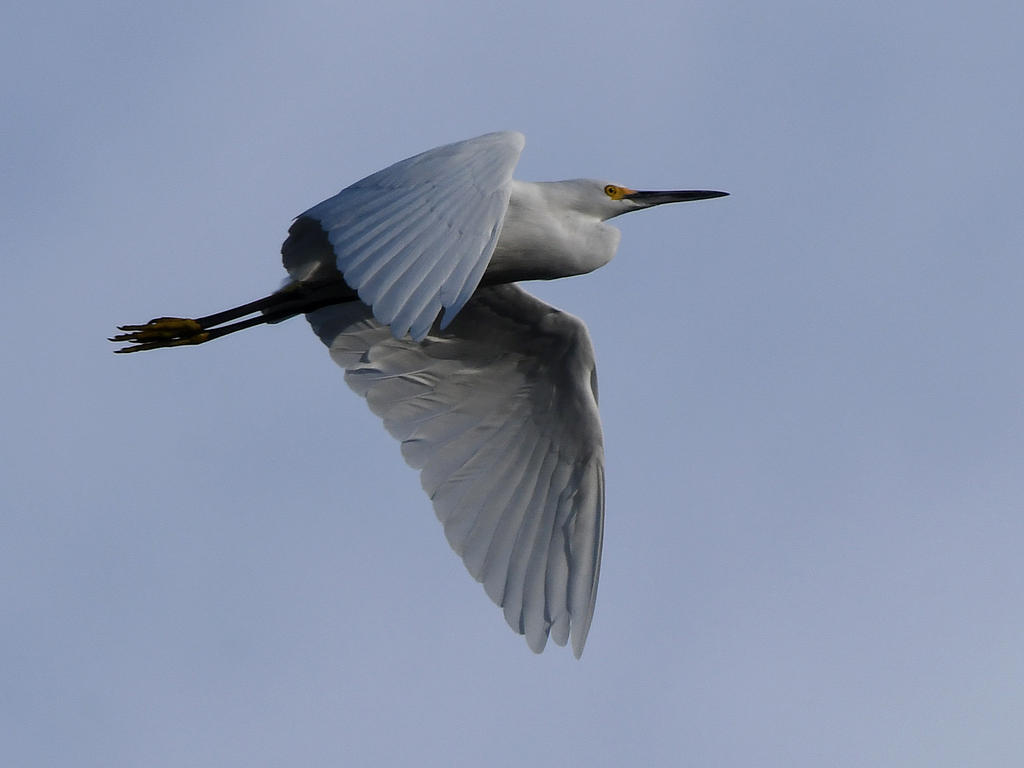 Egret8.jpg