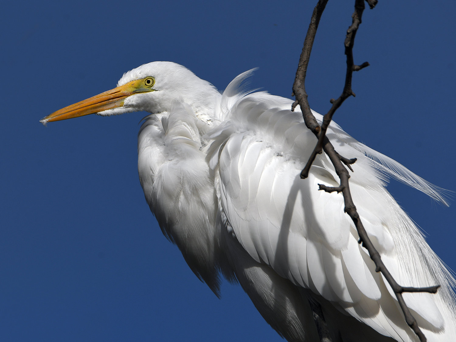Egret8.jpg