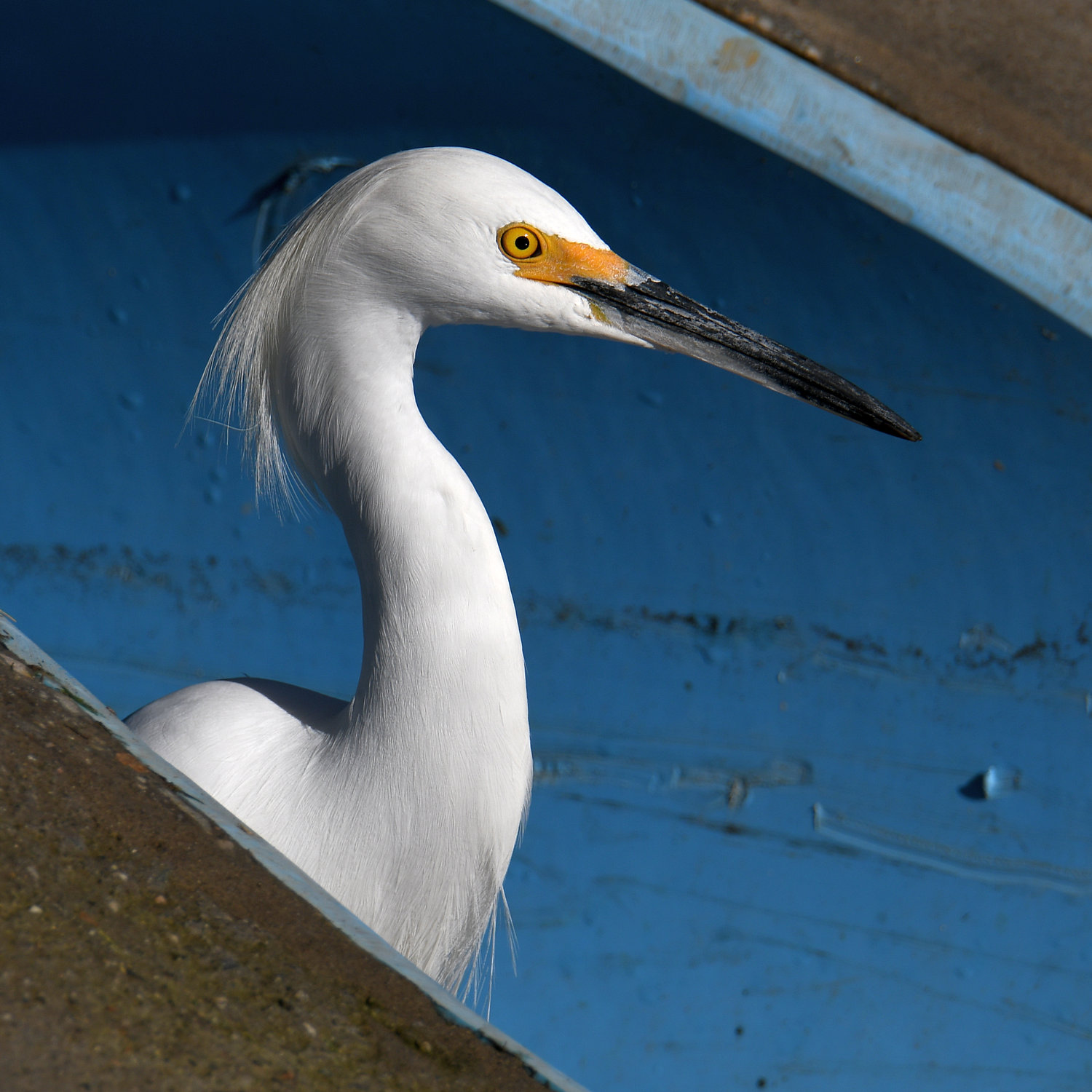Egret8.jpg