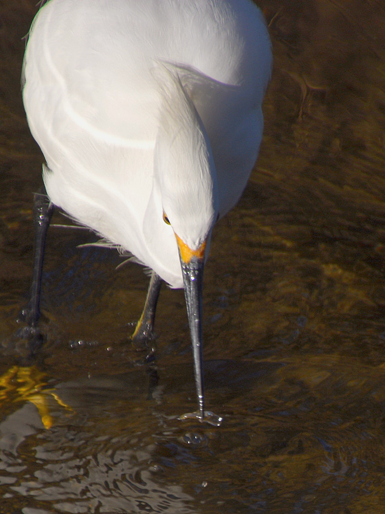 Egret9.jpg