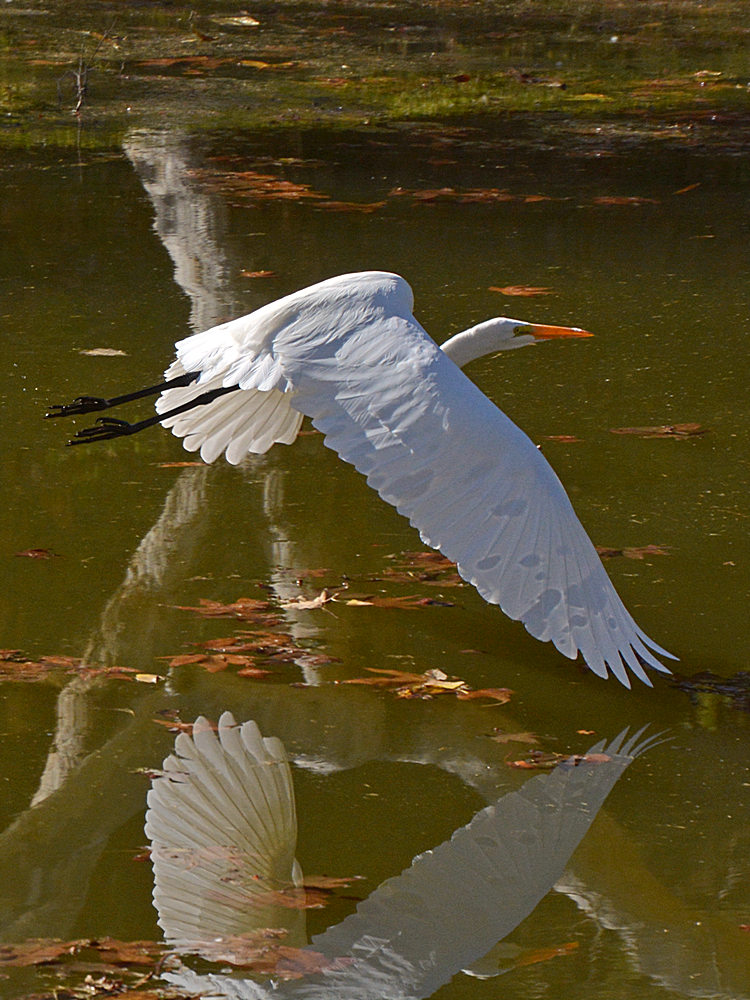 Egret9.jpg