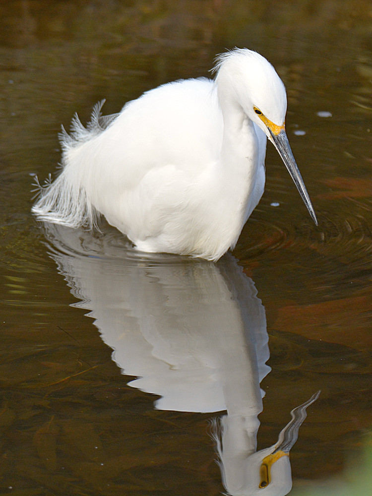Egret9.jpg