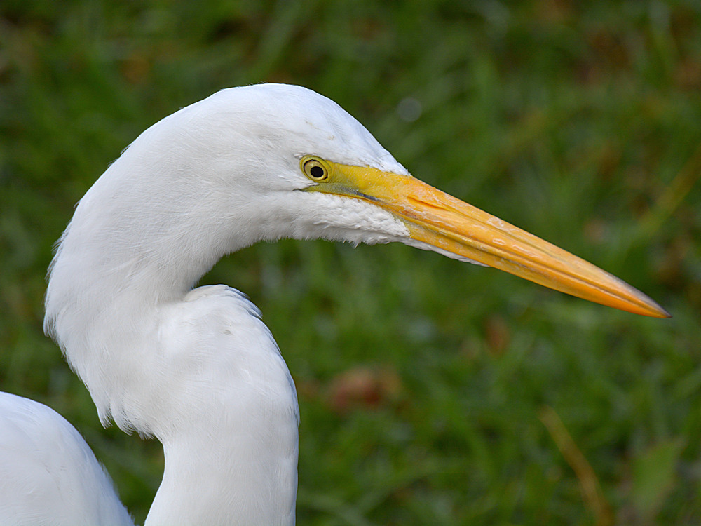 Egret9.jpg