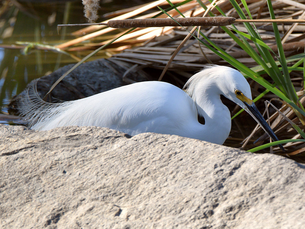 Egret9.jpg